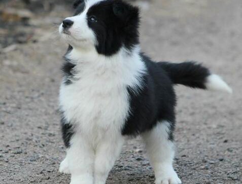 最新西安当地犬舍直销边境牧羊犬 外地可代办空运可运输